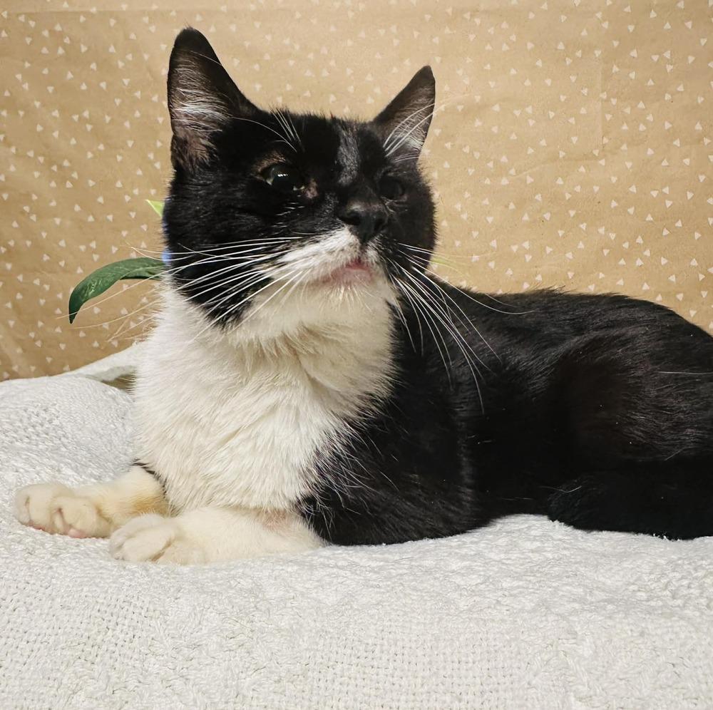 Lucy, a Adoptable mixed breed in Groveland, MA image 3/4