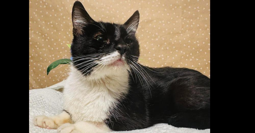 Lucy, Adoptable, Young Female Domestic Short Hair.