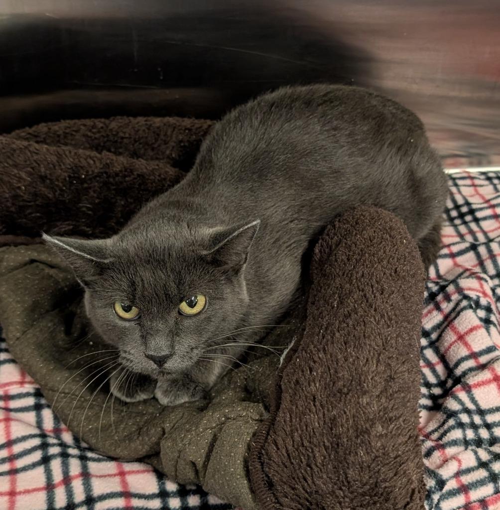 Ghost, Adoptable, Young Female Domestic Short Hair.