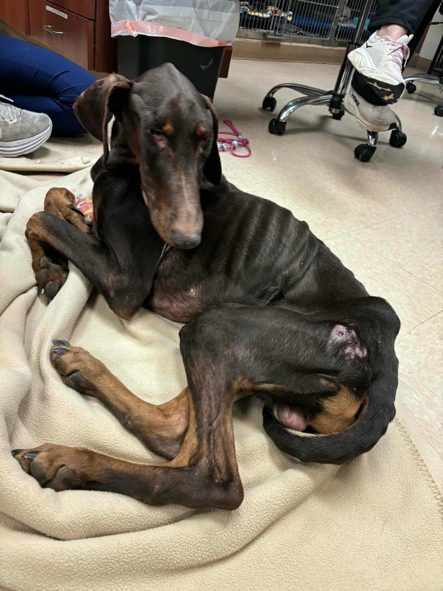 Chance, a Adoptable Doberman Pinscher in Aurora, OH image 3/3