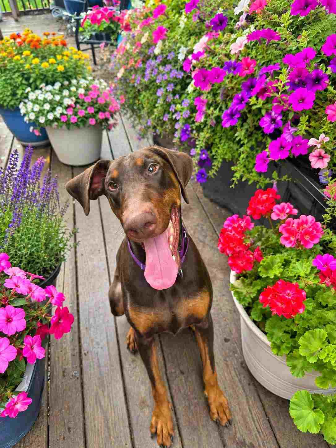 Chance, a Adoptable Doberman Pinscher in Aurora, OH image 1/3