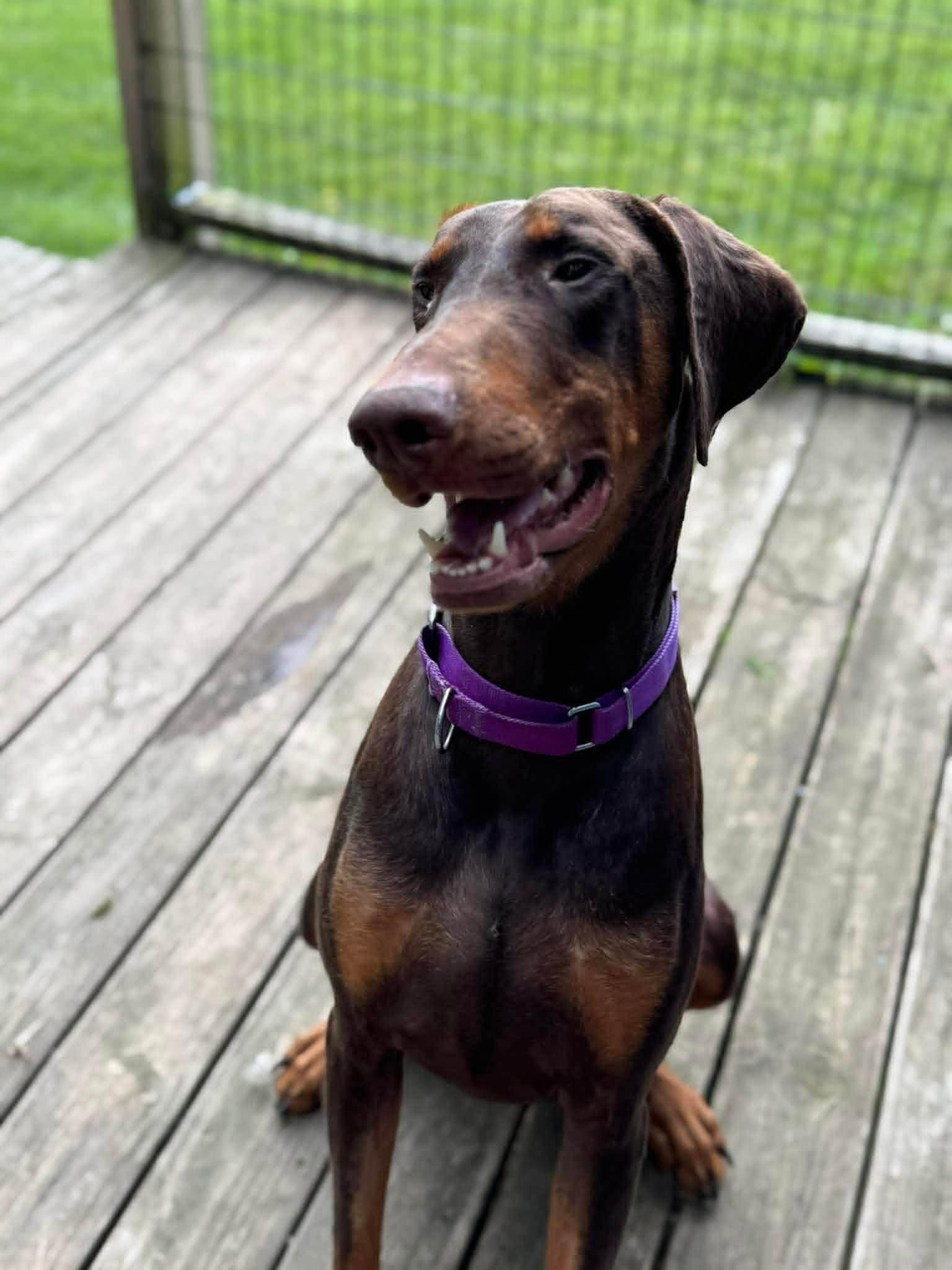 Chance, a Adoptable Doberman Pinscher in Aurora, OH image 2/3