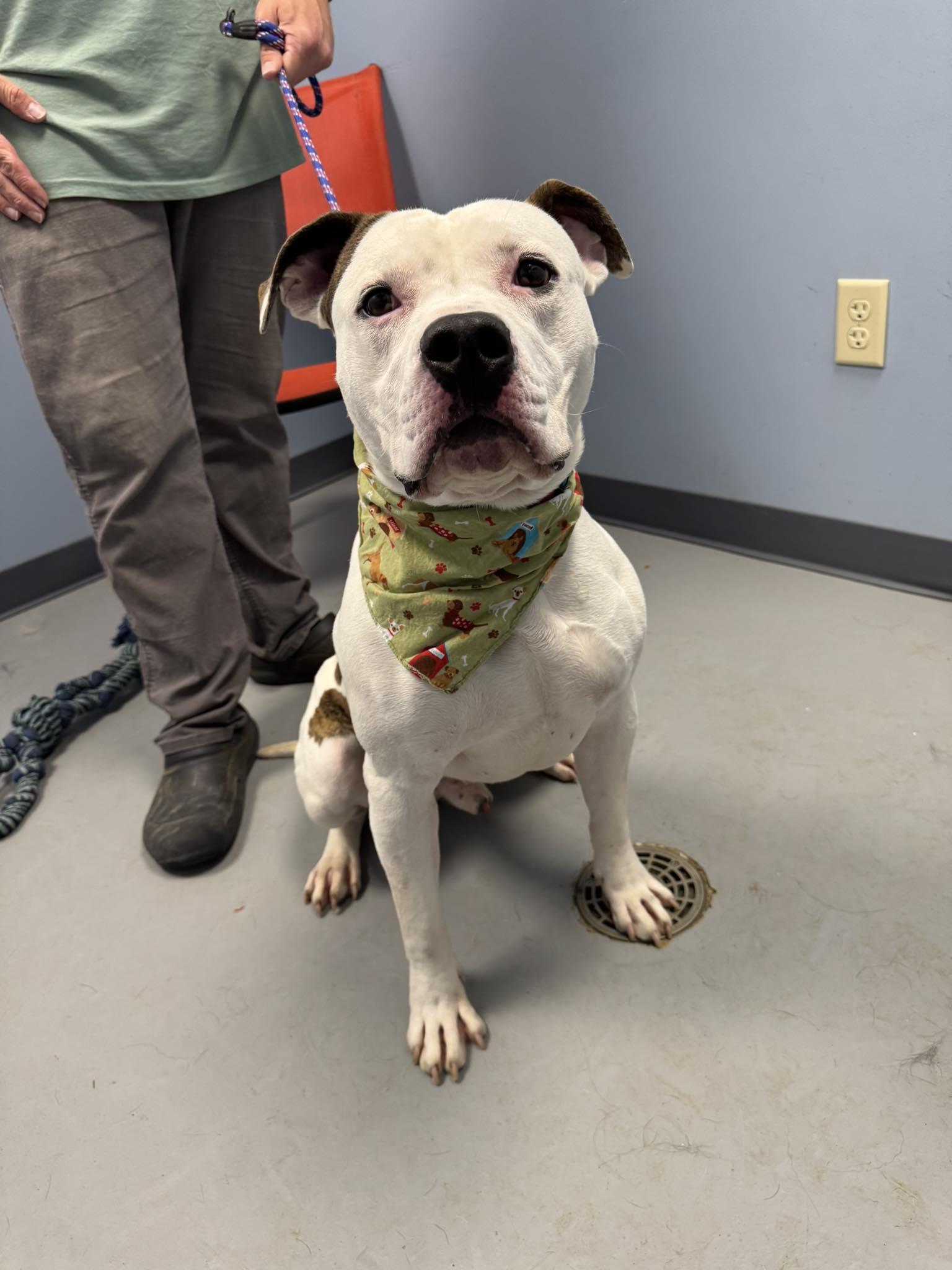 Mo, a Adoptable Terrier in Zanesville, OH image 1/2