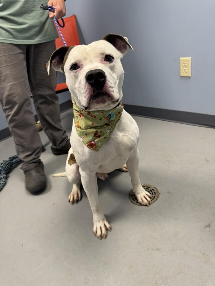 Mo, a Adoptable Terrier in Zanesville, OH image 2/2