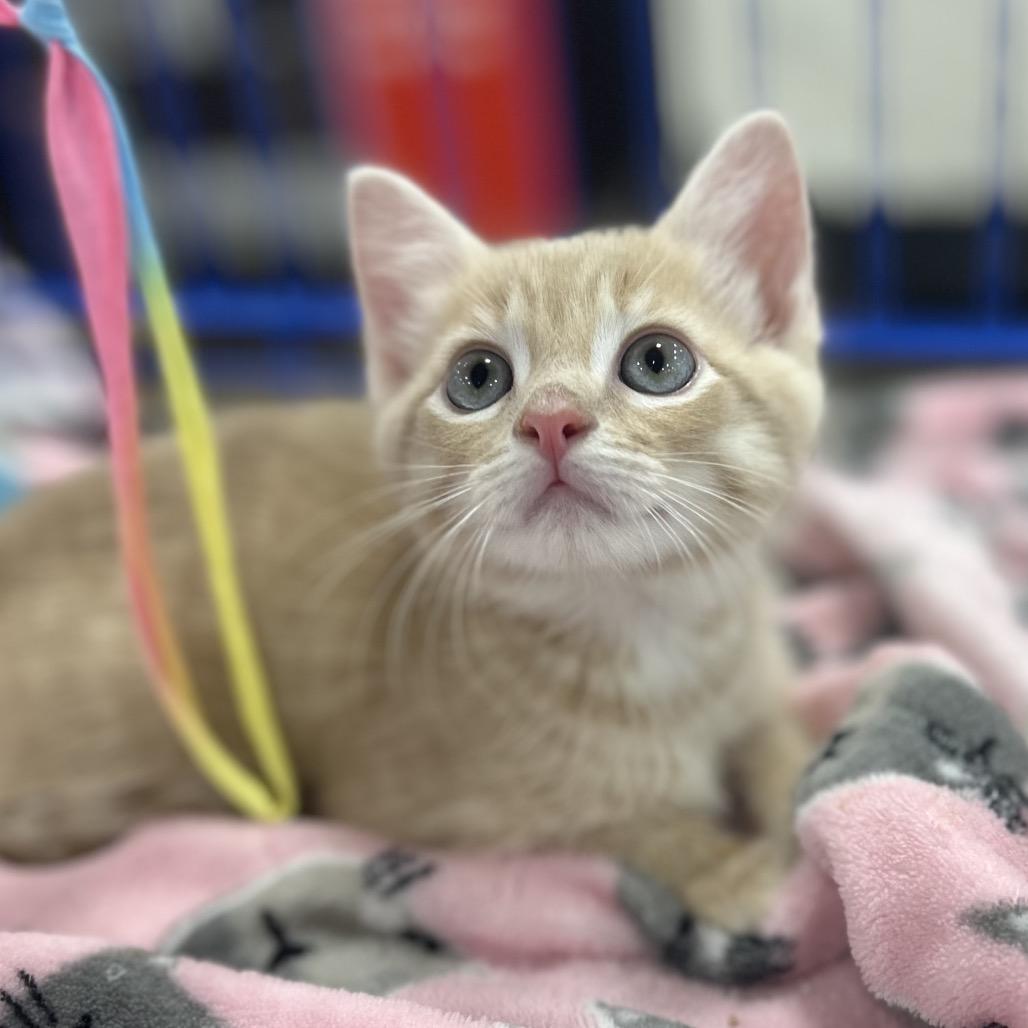 Enlarge Zeus, a Adoptable Domestic Short Hair in Philadelphia, PA image 1/4