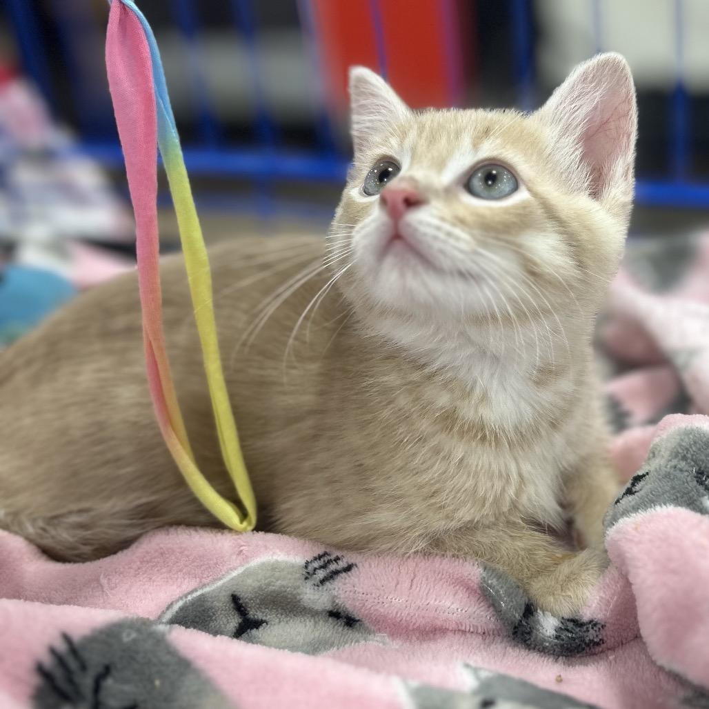Enlarge Zeus, a Adoptable Domestic Short Hair in Philadelphia, PA image 2/4