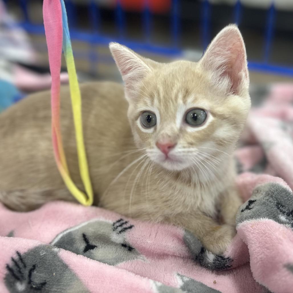 Enlarge Zeus, a Adoptable Domestic Short Hair in Philadelphia, PA image 3/4