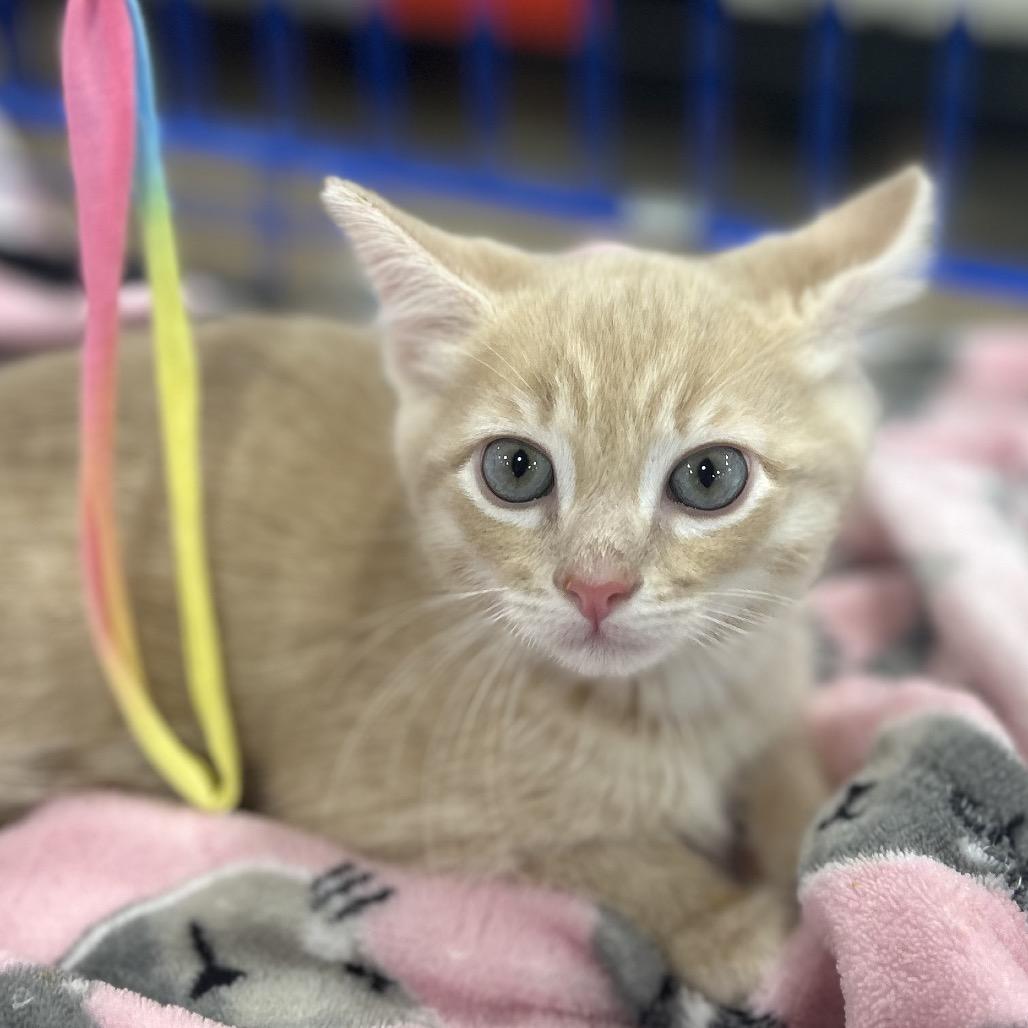 Enlarge Zeus, a Adoptable Domestic Short Hair in Philadelphia, PA image 4/4