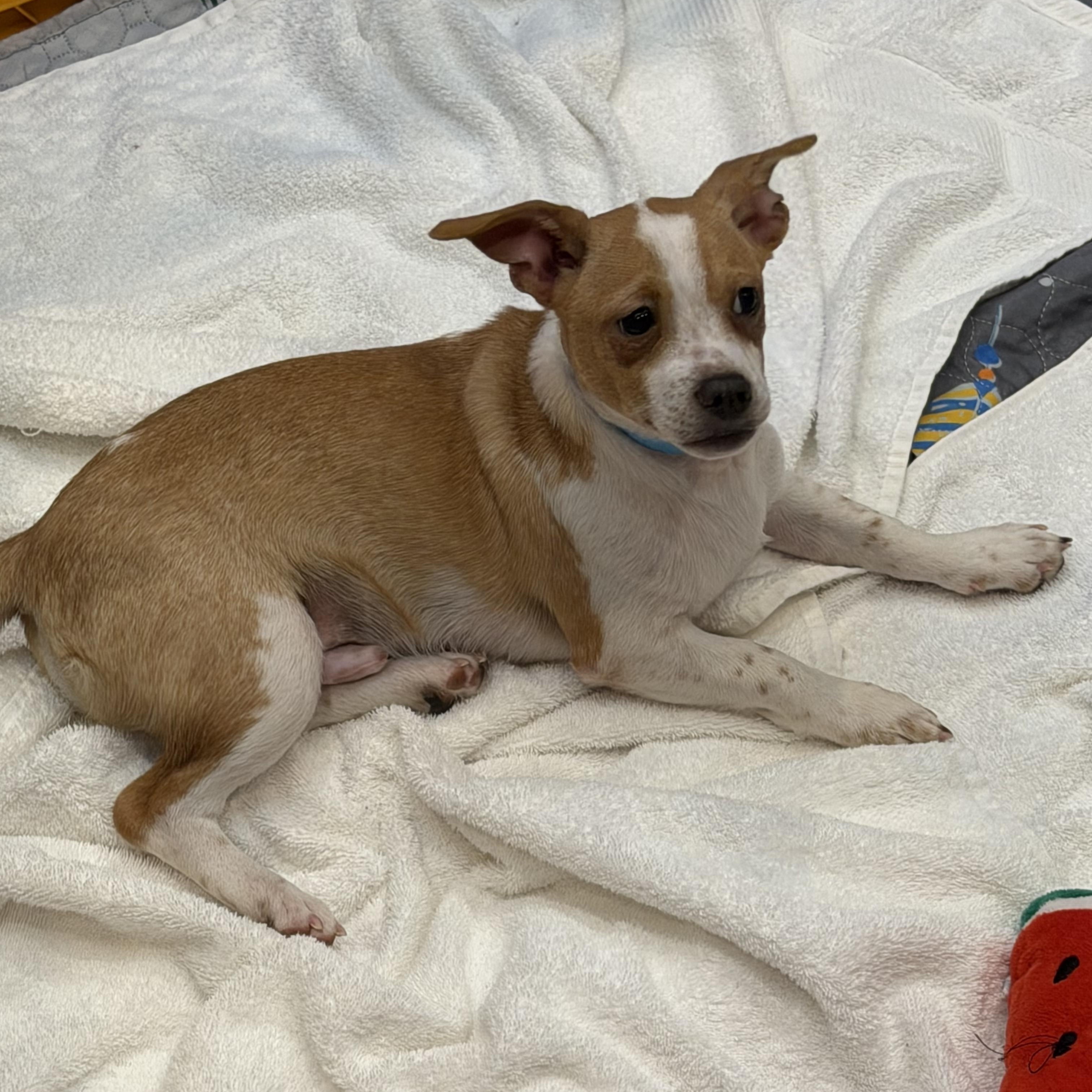 Kringle, a ADOPTABLE Terrier in Kannapolis, NC image 1/2