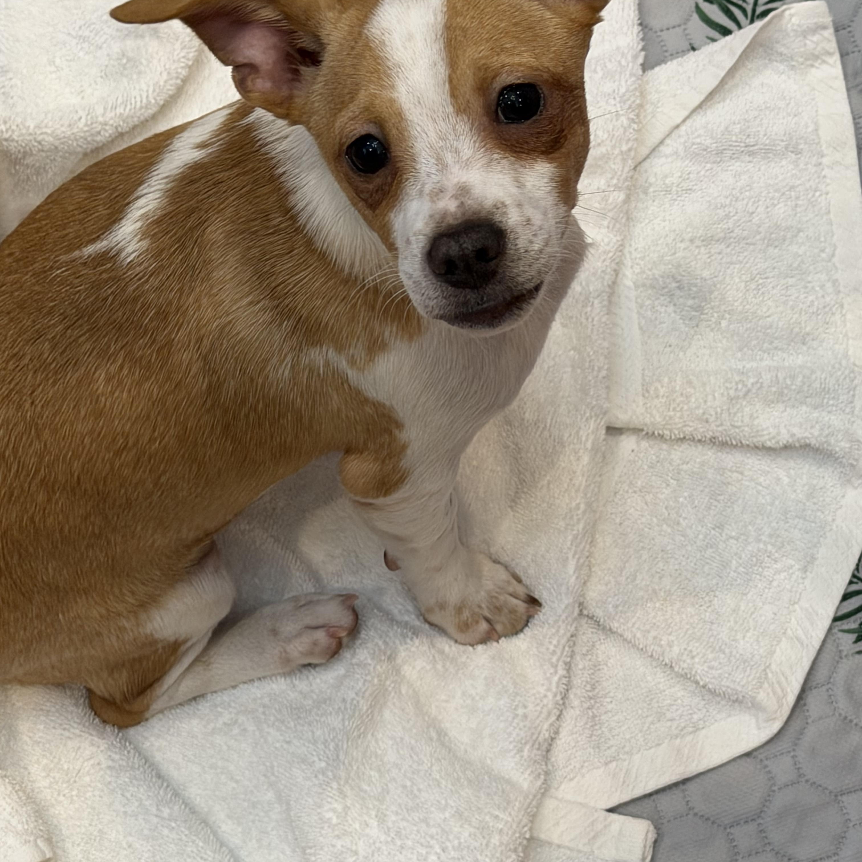 Kringle, a ADOPTABLE Terrier in Kannapolis, NC image 3/3