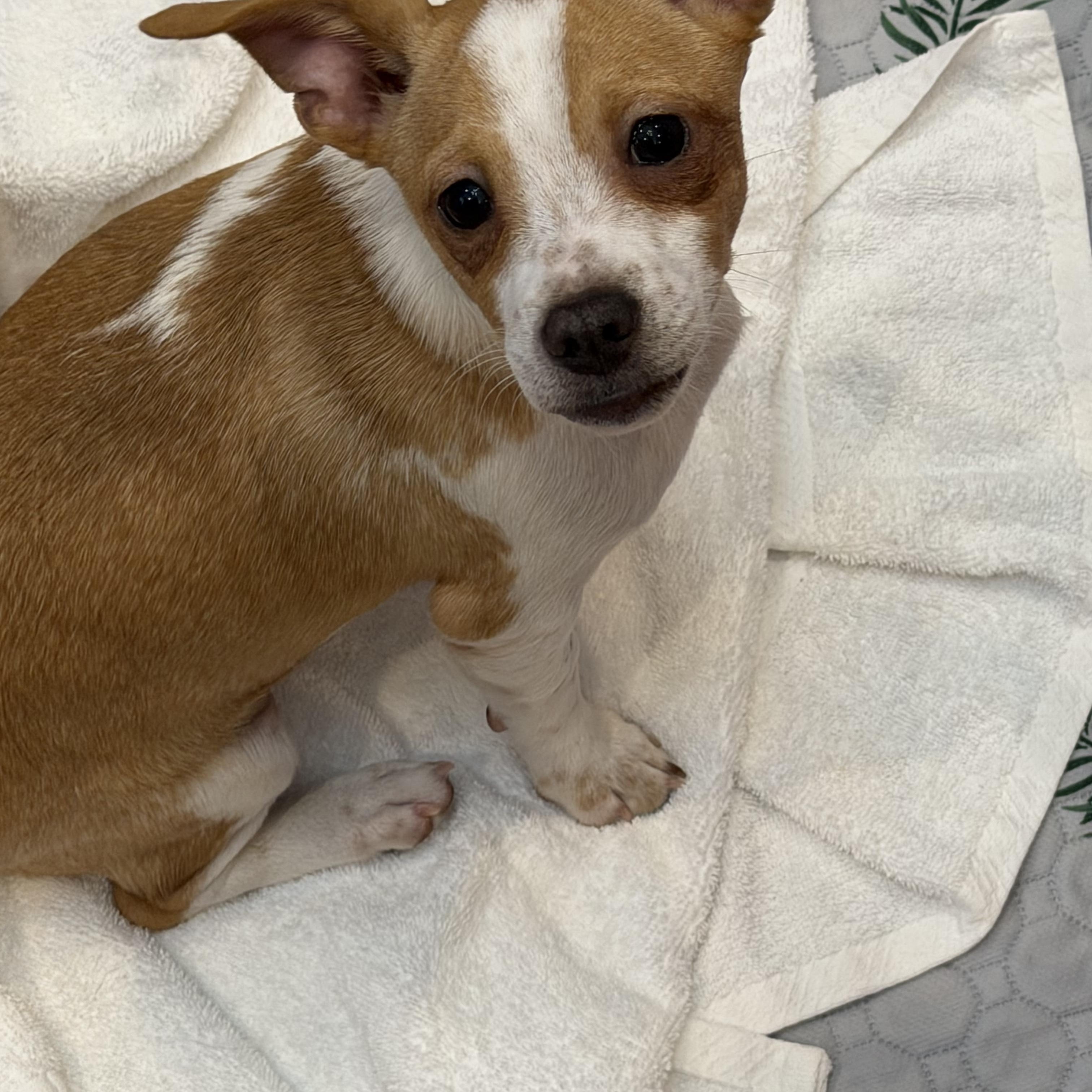 Kringle, a ADOPTABLE Terrier in Kannapolis, NC image 2/2