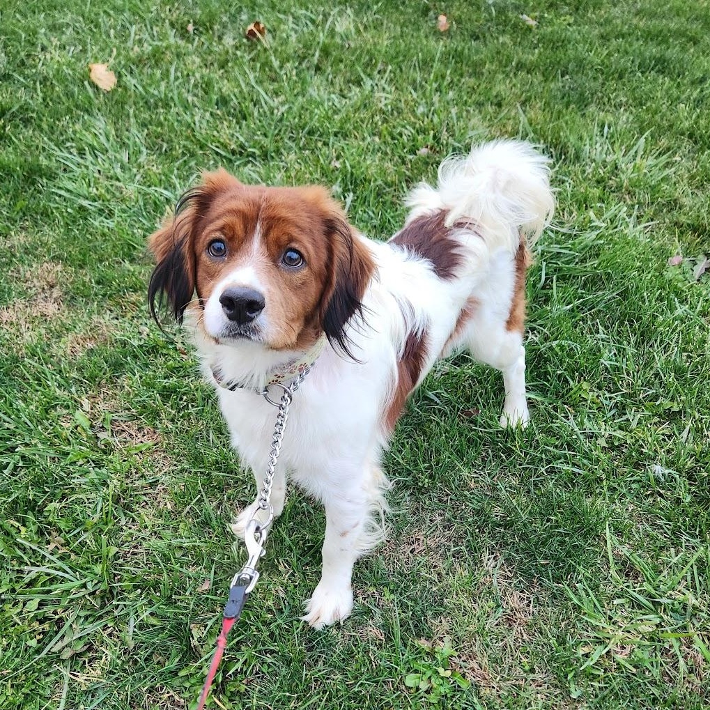 Junior, Adoptable, Young Male Mixed Breed.
