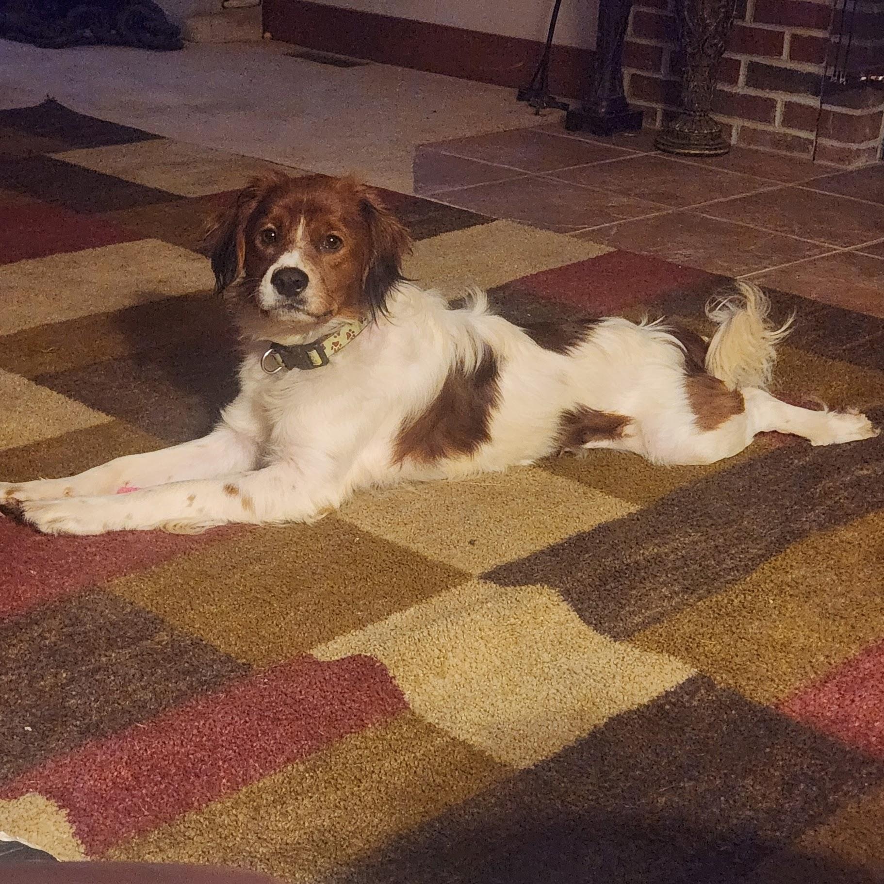 Junior, a Adoptable mixed breed in Alma, MI image 2/3