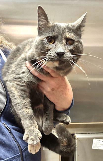 May, a Adoptable Dilute Calico in Albemarle, NC image 1/3
