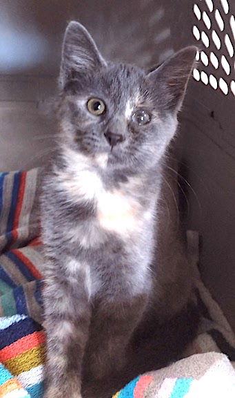 May, a Adoptable Dilute Calico in Albemarle, NC image 2/3