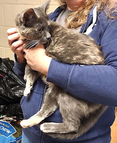 May, a Adoptable Dilute Calico in Albemarle, NC image 3/3
