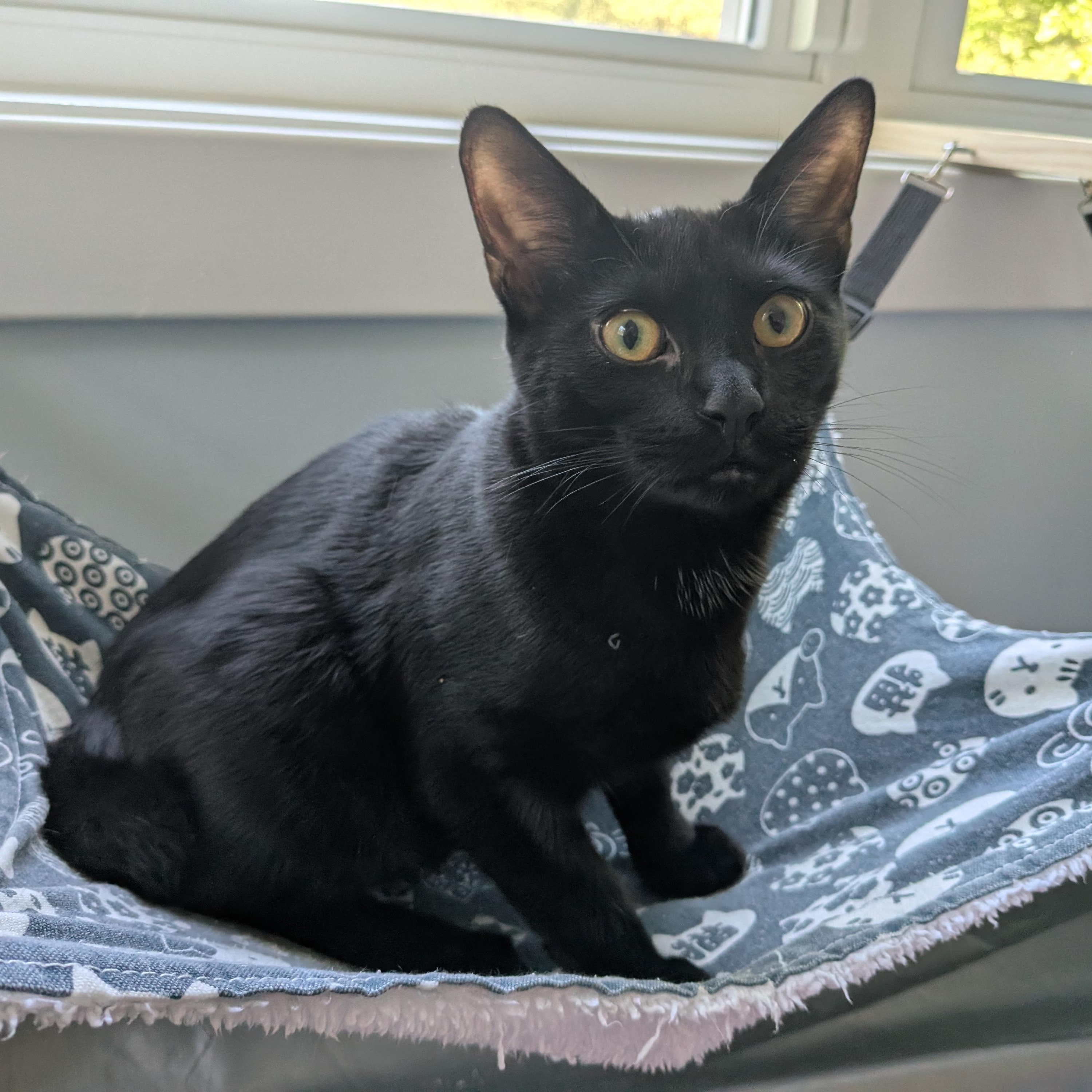 Winter, a Adopted Domestic Short Hair in Richmond, VA image 4/6