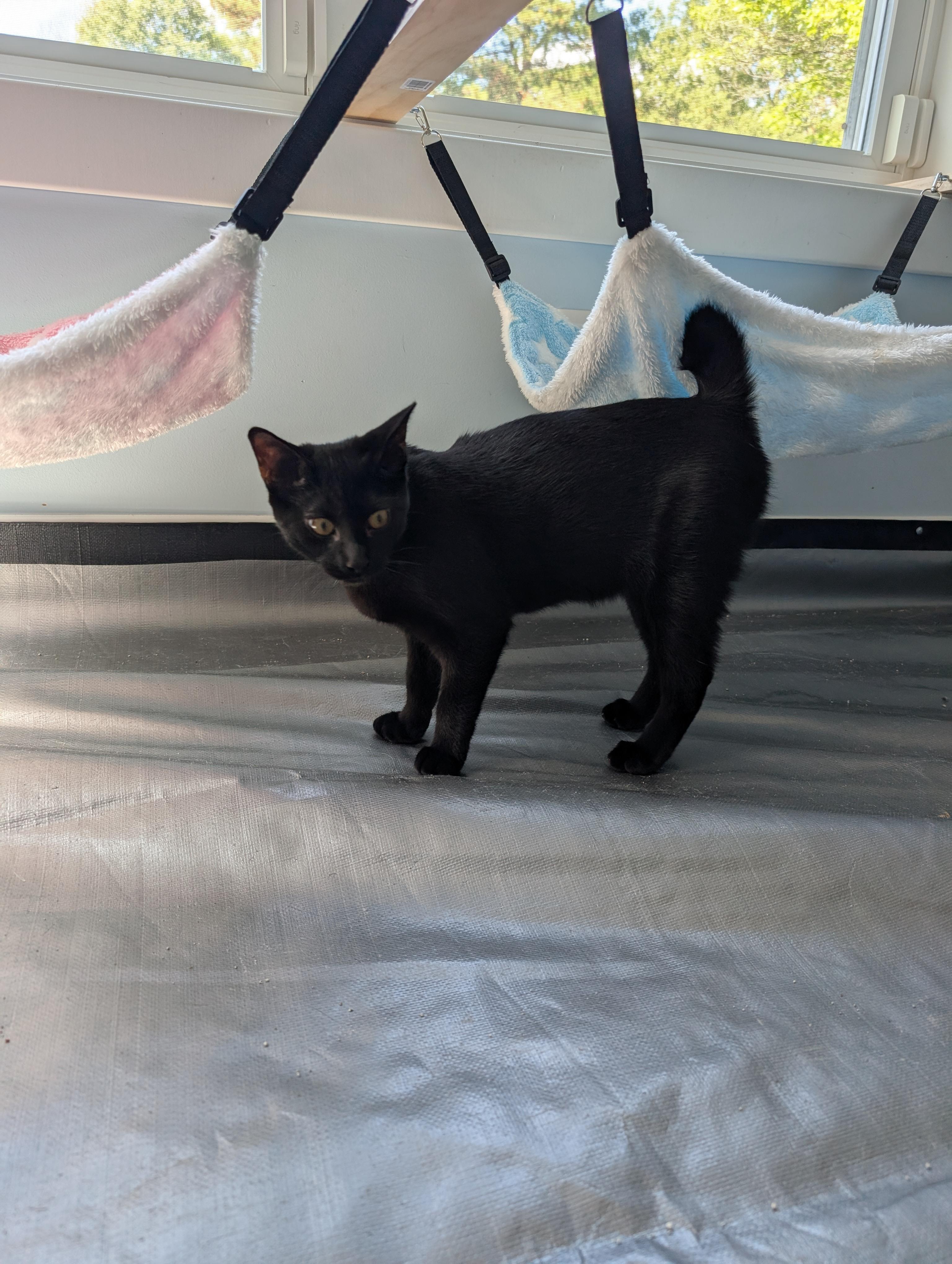 Winter, a Adopted Domestic Short Hair in Richmond, VA image 1/6