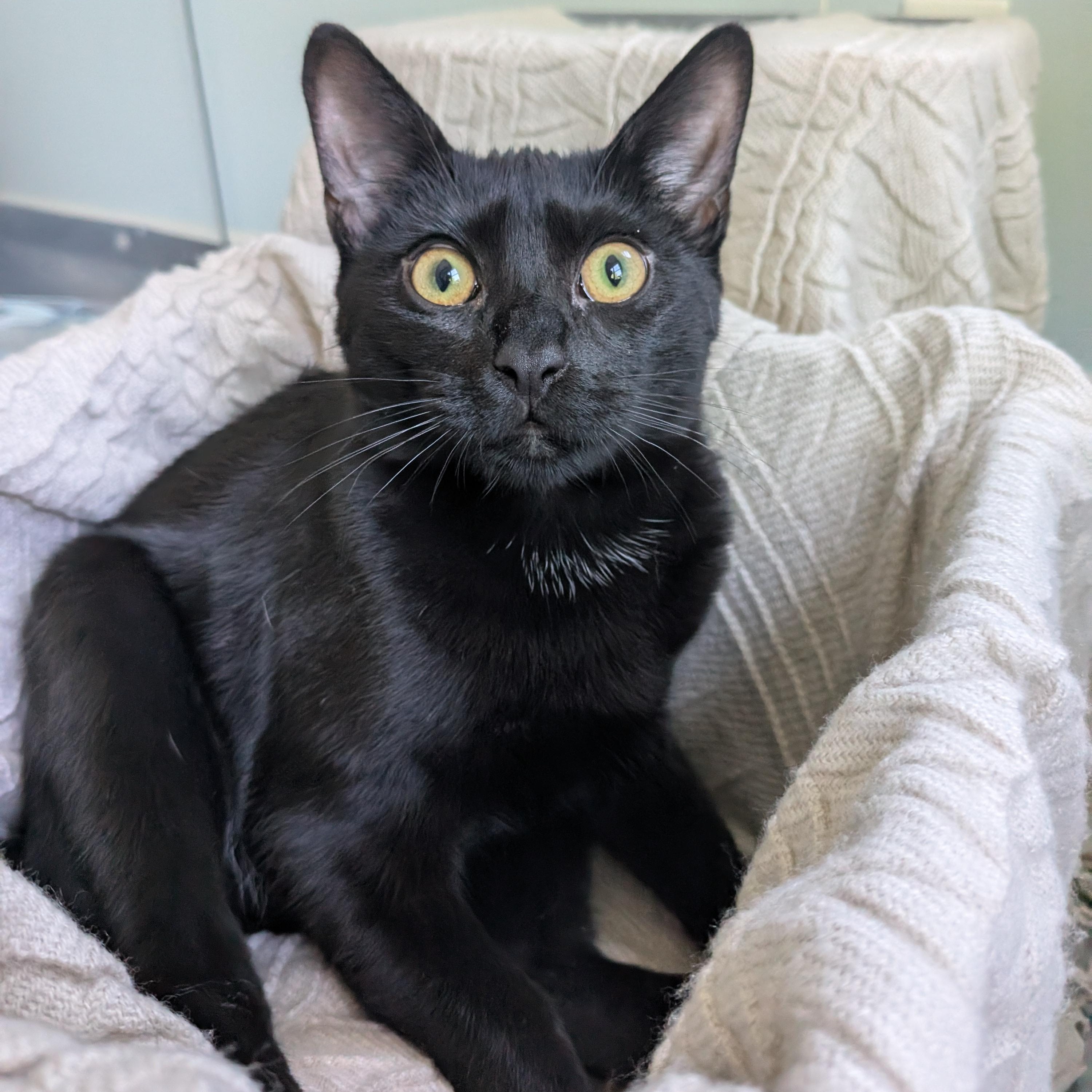 Winter, a Adopted Domestic Short Hair in Richmond, VA image 2/6