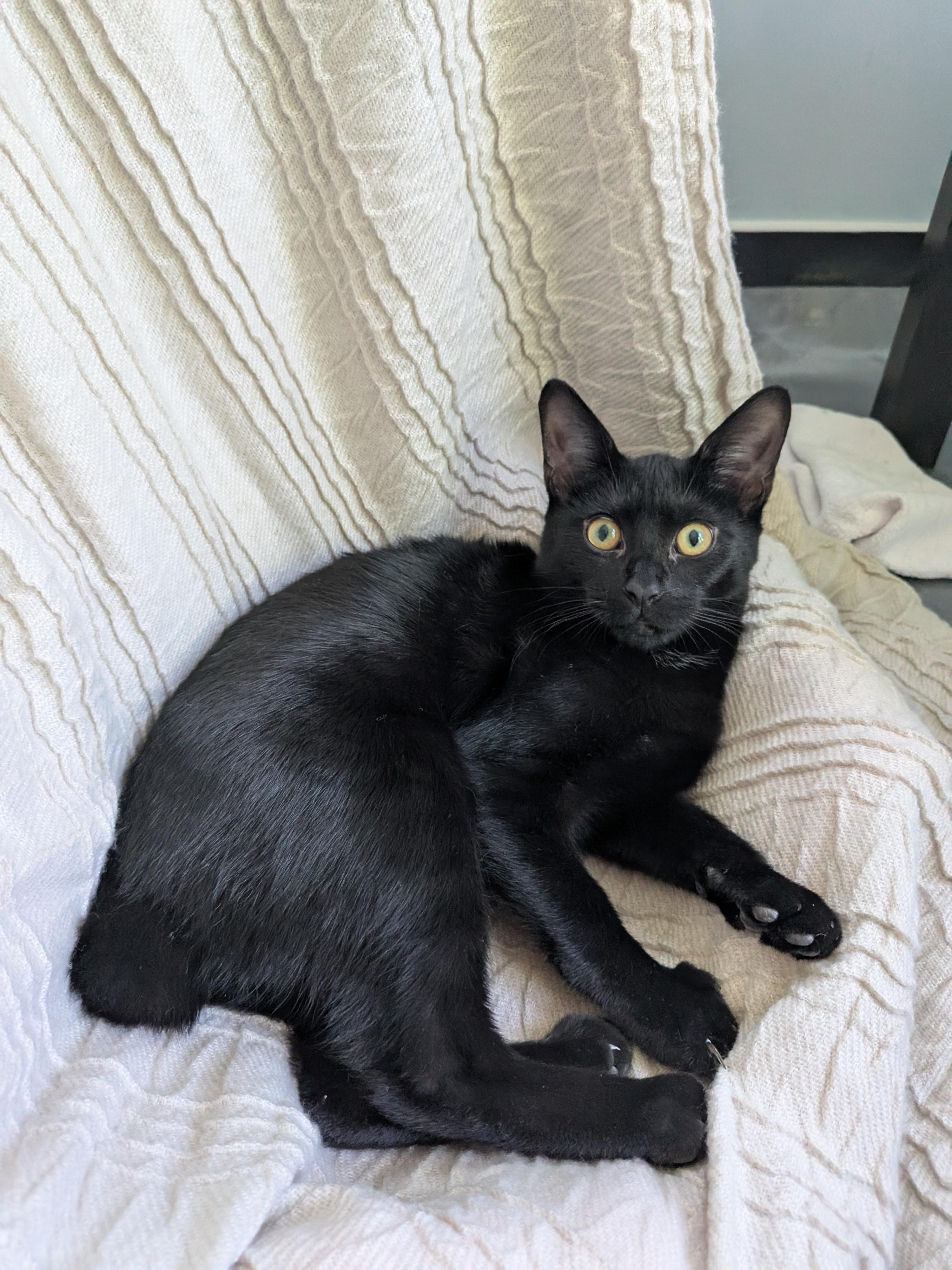 Winter, a Adopted Domestic Short Hair in Richmond, VA image 5/6