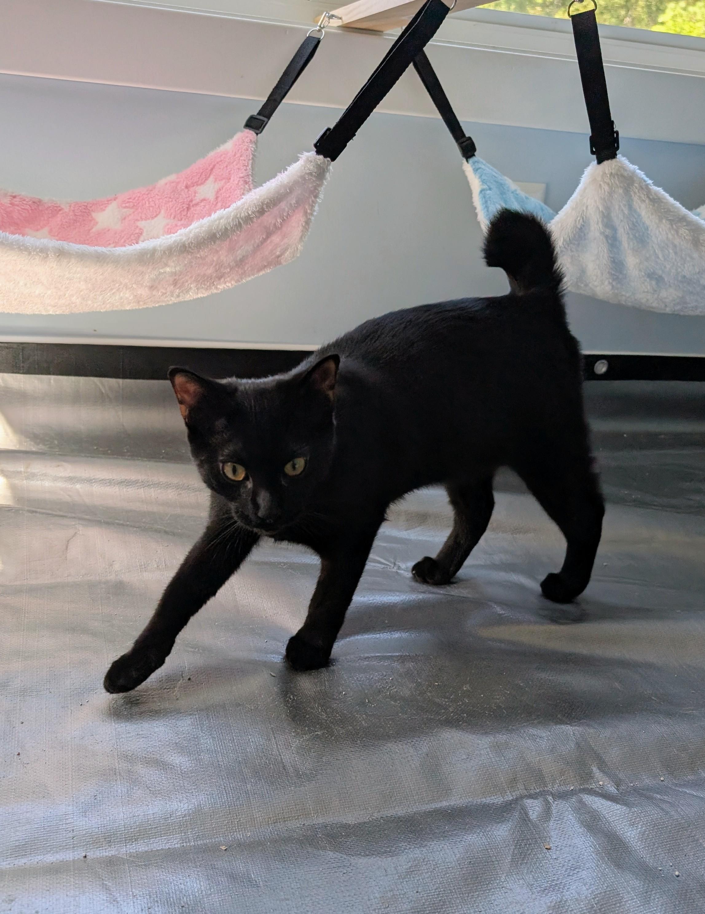 Winter, a Adopted Domestic Short Hair in Richmond, VA image 3/6
