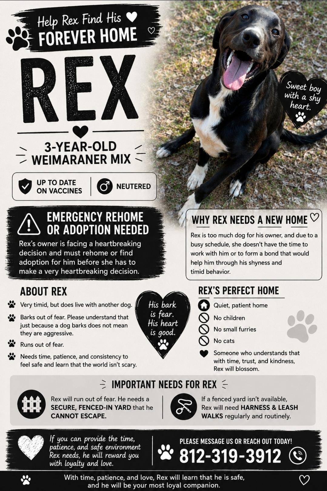 Enlarge Rex, a ADOPTABLE mixed breed in Central City, KY image 1/1