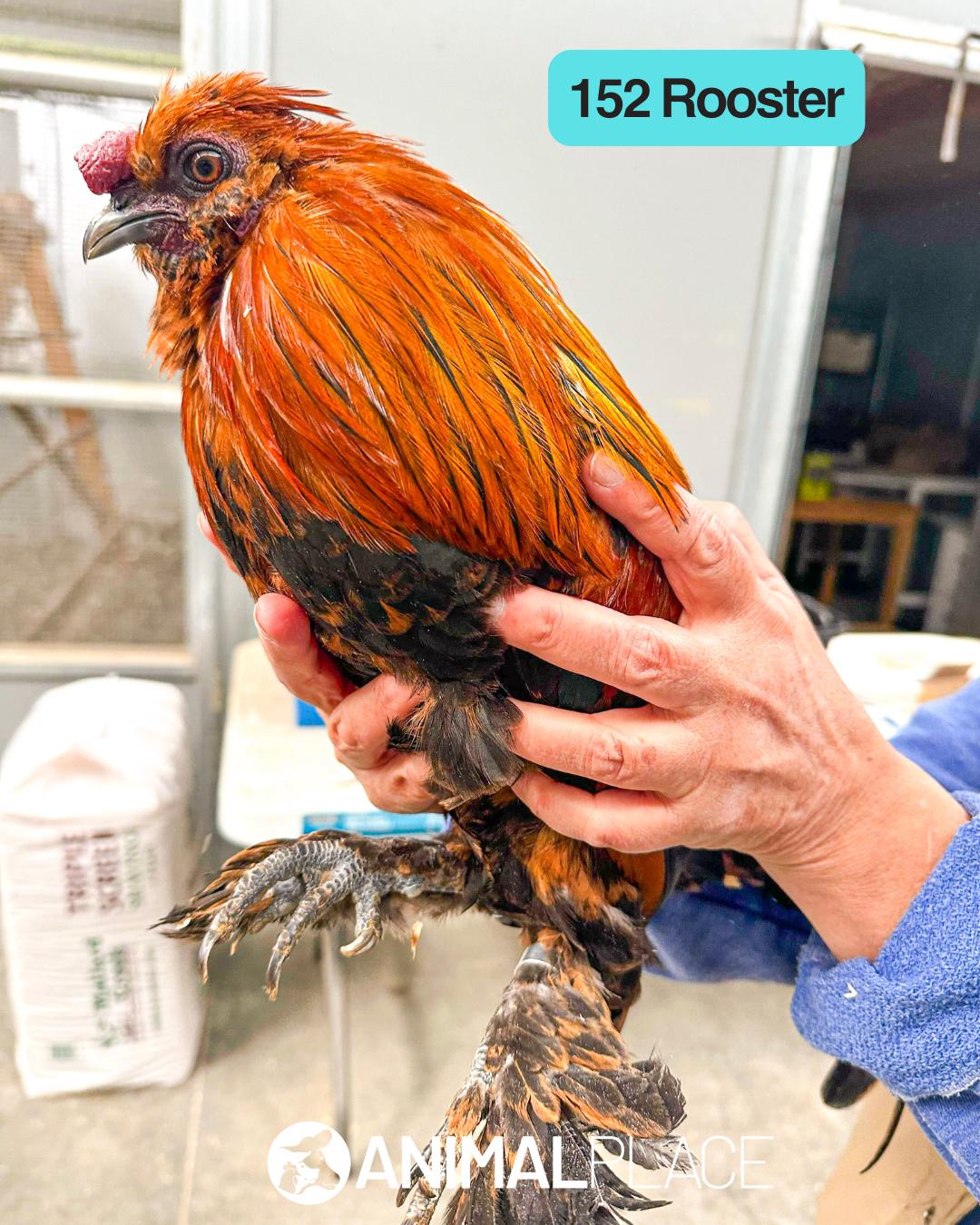 Les, Adoptable, Adult Male Chicken.