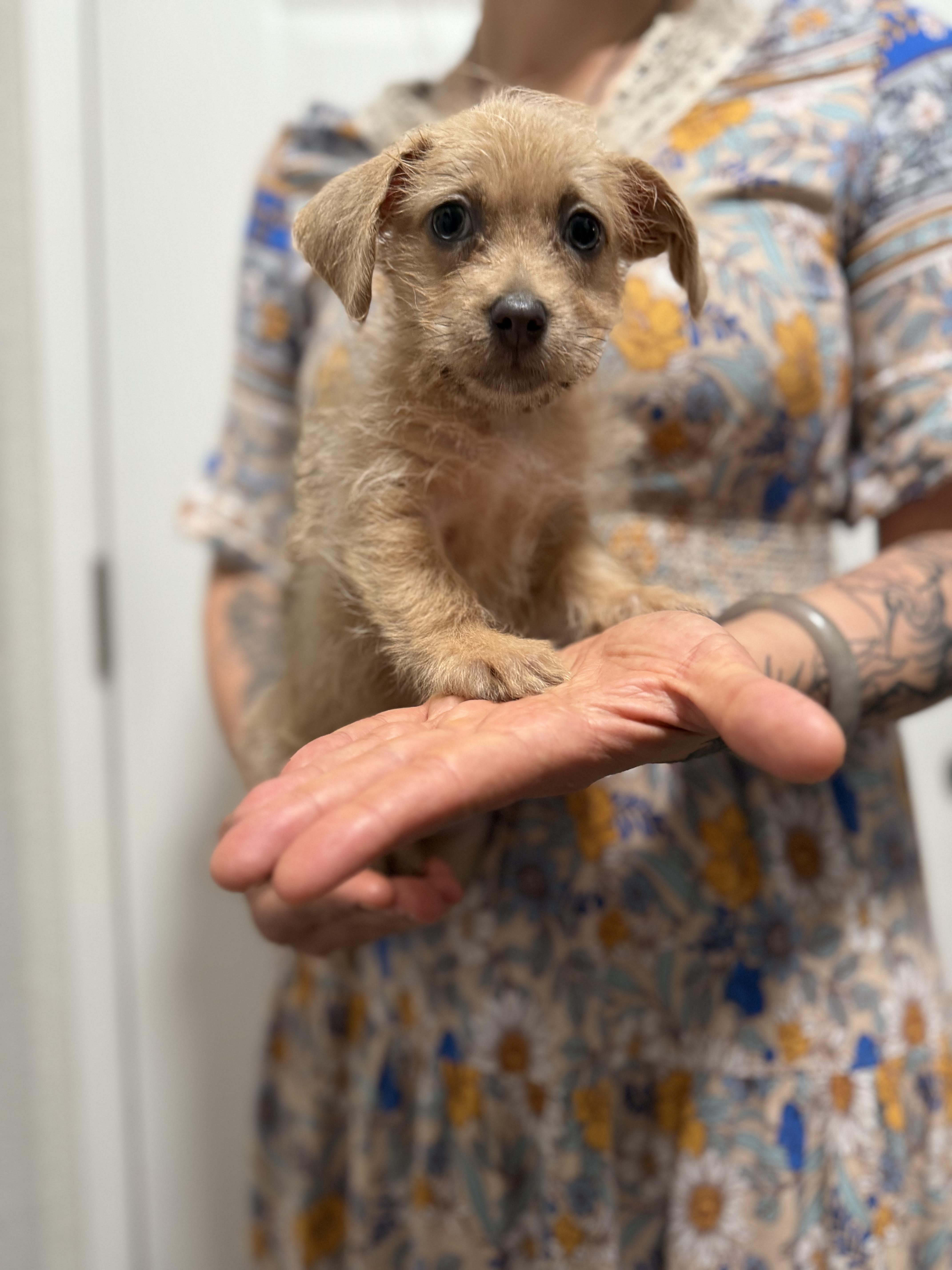 Enlarge Xena, a Adopted mixed breed in Madera, CA image 1/4