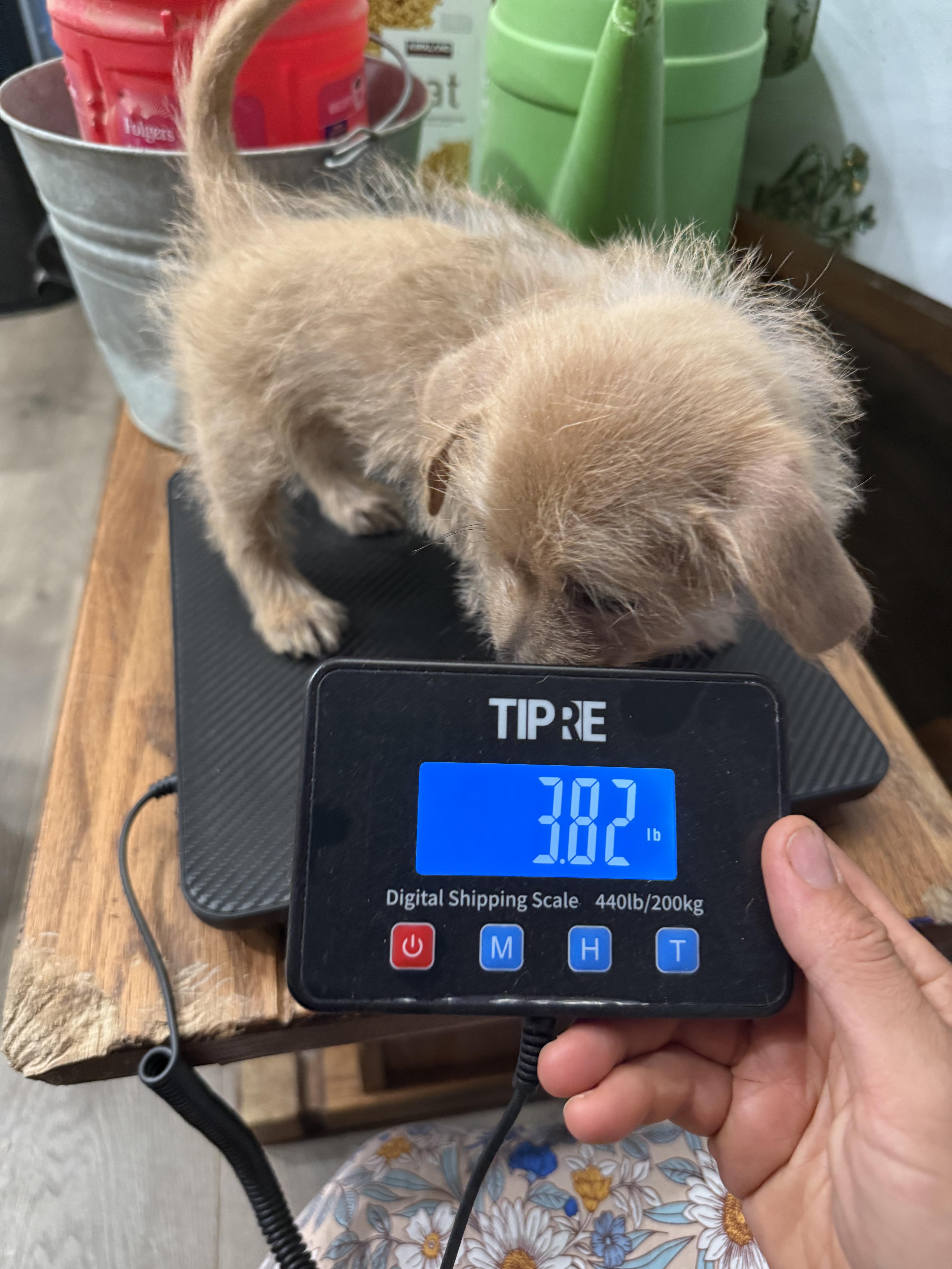 Enlarge Xena, a Adopted mixed breed in Madera, CA image 4/4