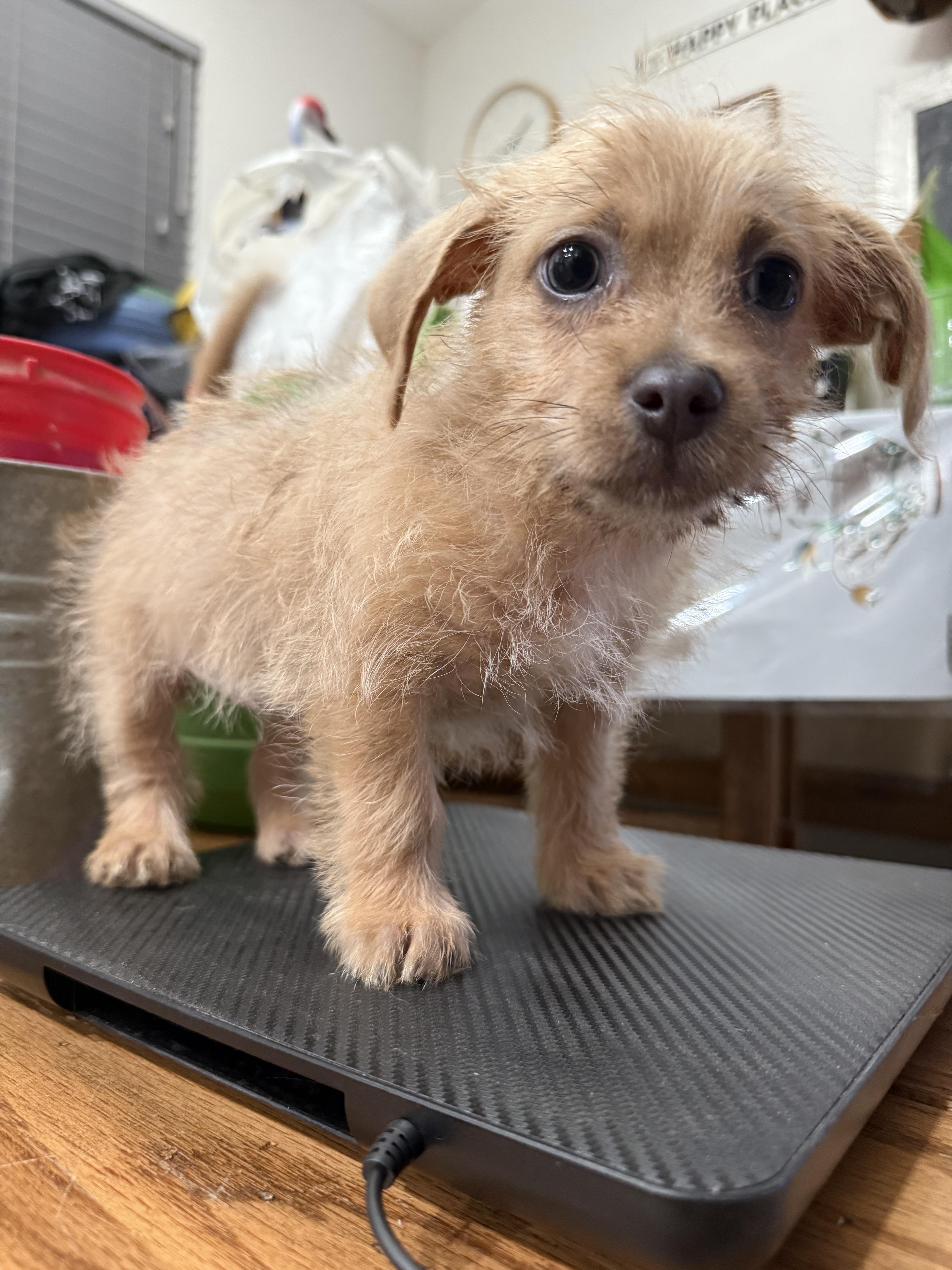 Enlarge Xena, a Adopted mixed breed in Madera, CA image 2/4