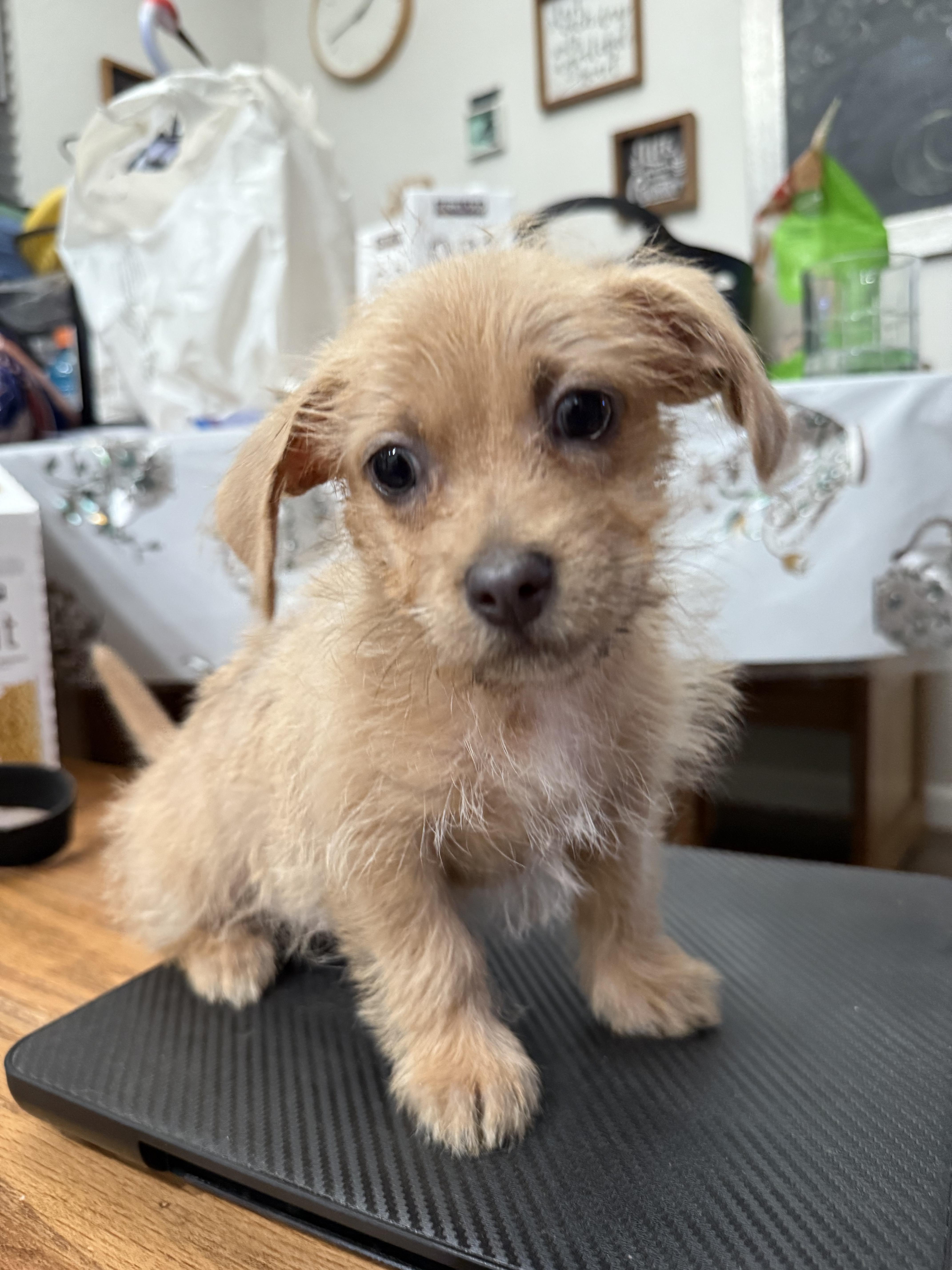 Enlarge Xena, a Adopted mixed breed in Madera, CA image 3/4