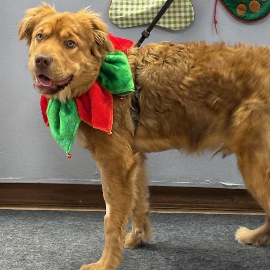 Ozzie, ADOPTABLE, Young Male Anatolian Shepherd & Golden Retriever.