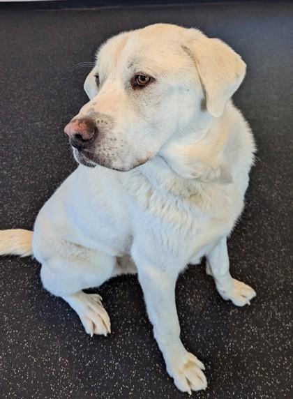 Charlie, Adoptable, Adult Male Great Pyrenees & Mixed Breed.