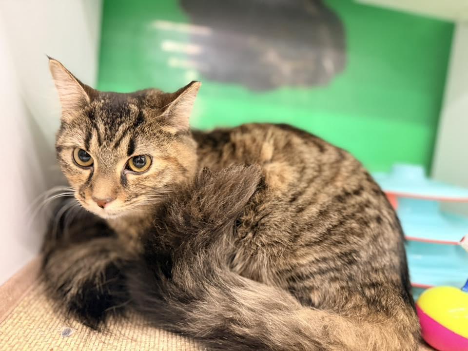 Enlarge Torte, an adopted Domestic Long Hair in Cleveland, OH image 1/5