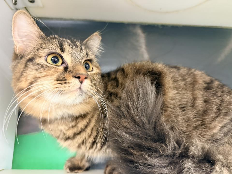 Enlarge Torte, an adopted Domestic Long Hair in Cleveland, OH image 2/5