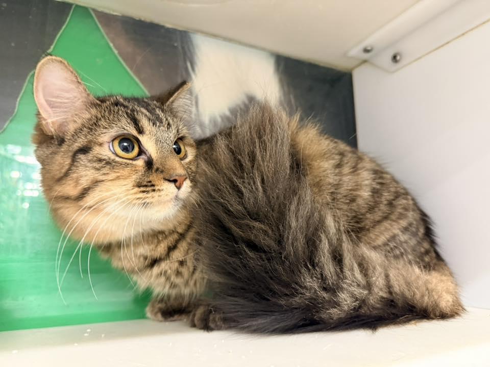 Enlarge Torte, an adopted Domestic Long Hair in Cleveland, OH image 3/5