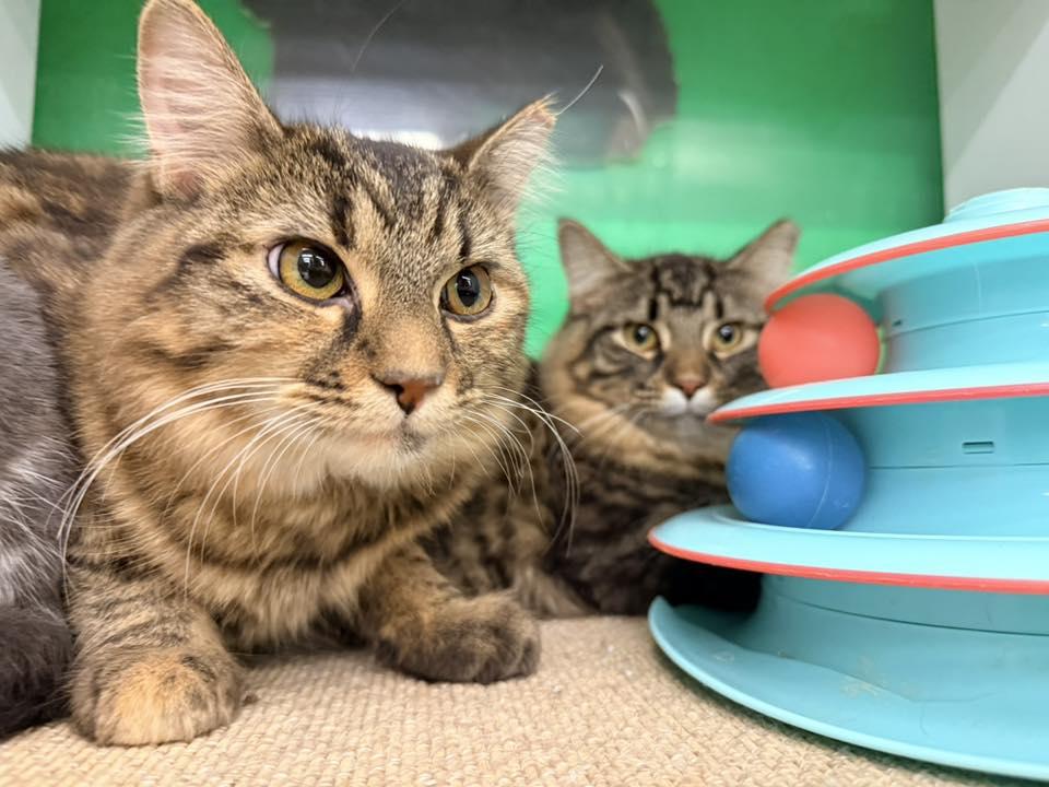 Enlarge Torte, an adopted Domestic Long Hair in Cleveland, OH image 5/5