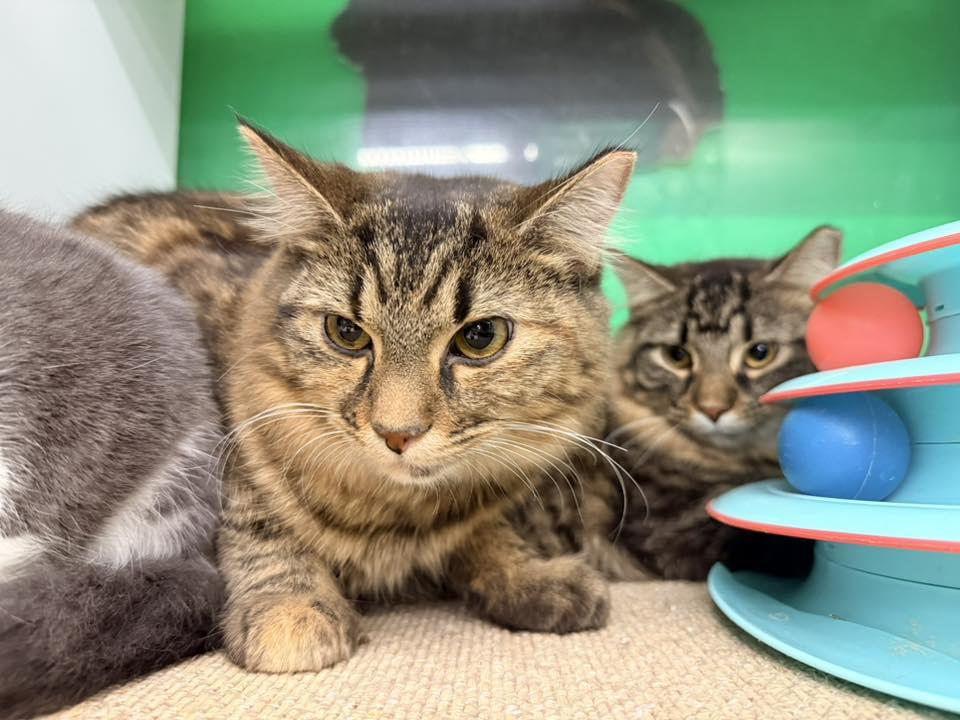 Enlarge Torte, an adopted Domestic Long Hair in Cleveland, OH image 4/5