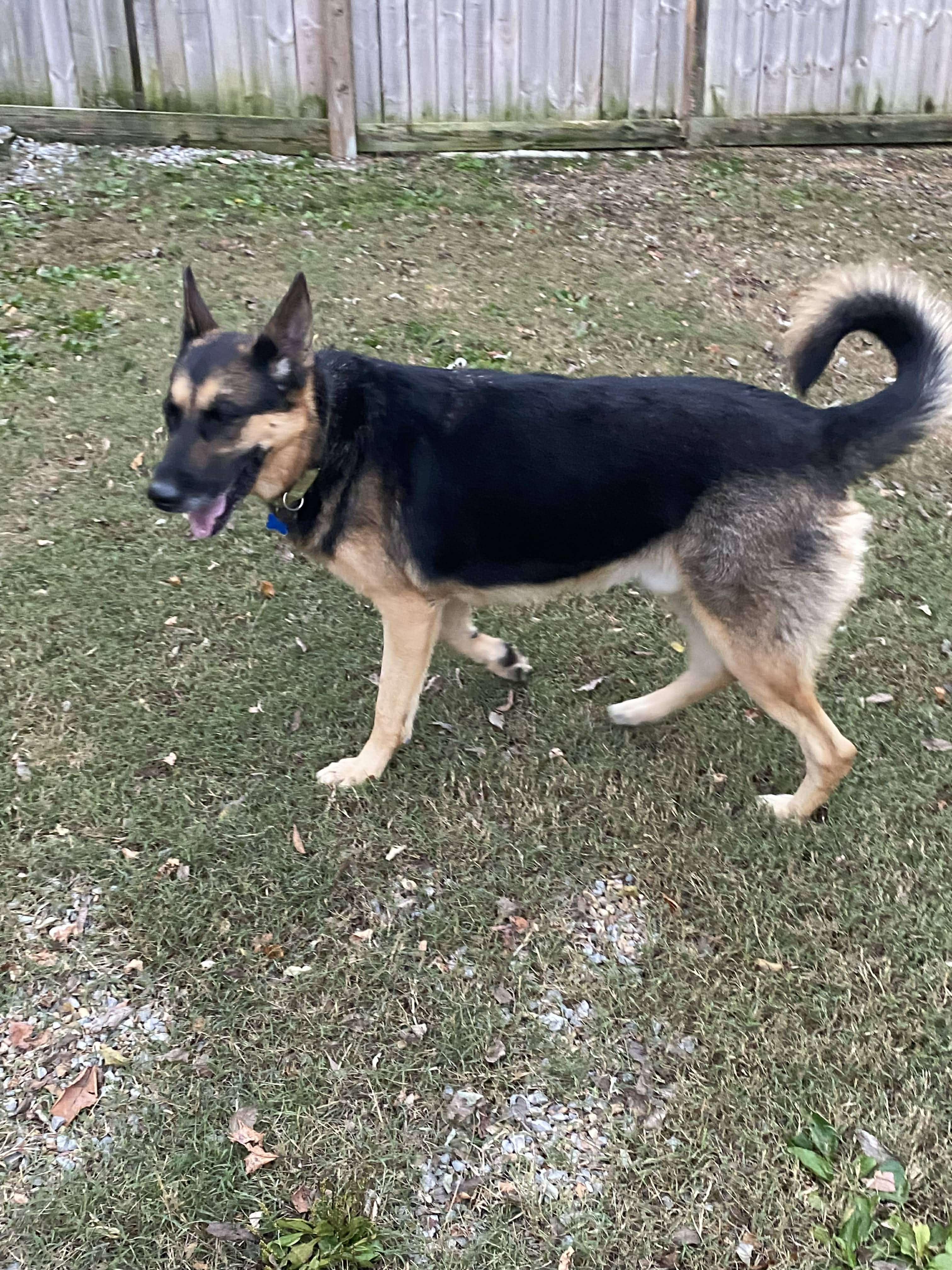 Enlarge Ben, a Adoptable German Shepherd Dog in Fishkill, NY image 3/6