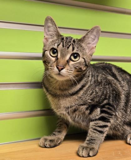 Enlarge Wren, a Adoptable mixed breed in Madison, WI image 1/1