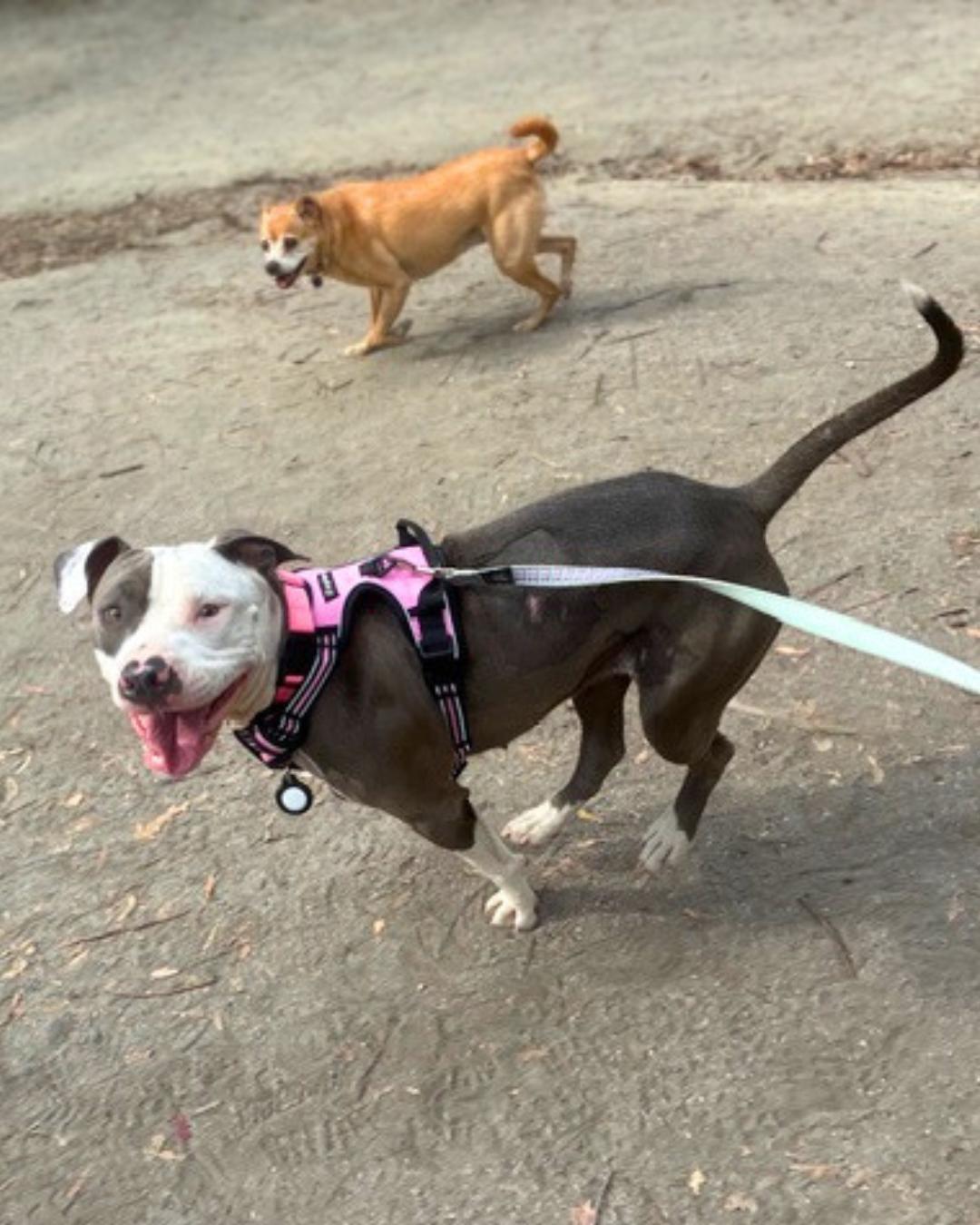 Enlarge Cleo , a ADOPTABLE mixed breed in Valley Village, CA image 3/5