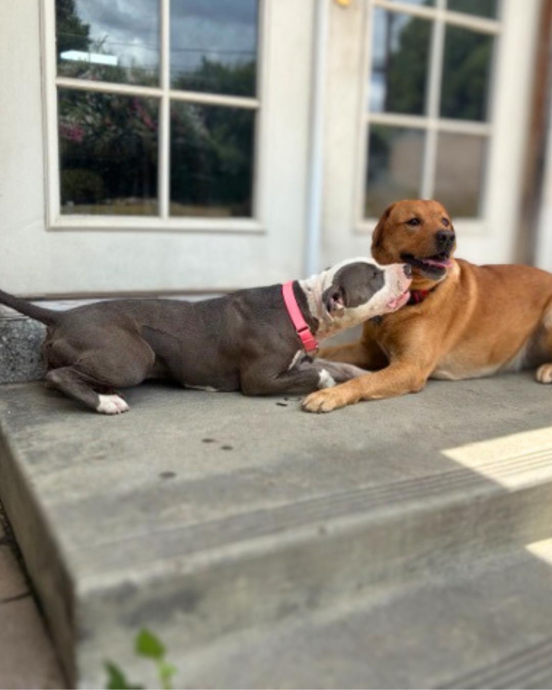 Enlarge Cleo , a ADOPTABLE mixed breed in Valley Village, CA image 5/5