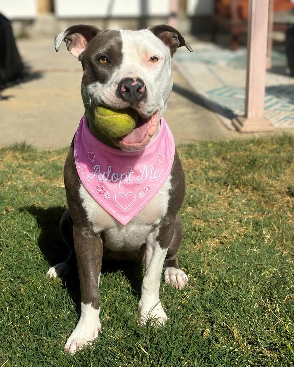Cleo , ADOPTABLE, Young Female American Staffordshire Terrier & Pit Bull Terrier.