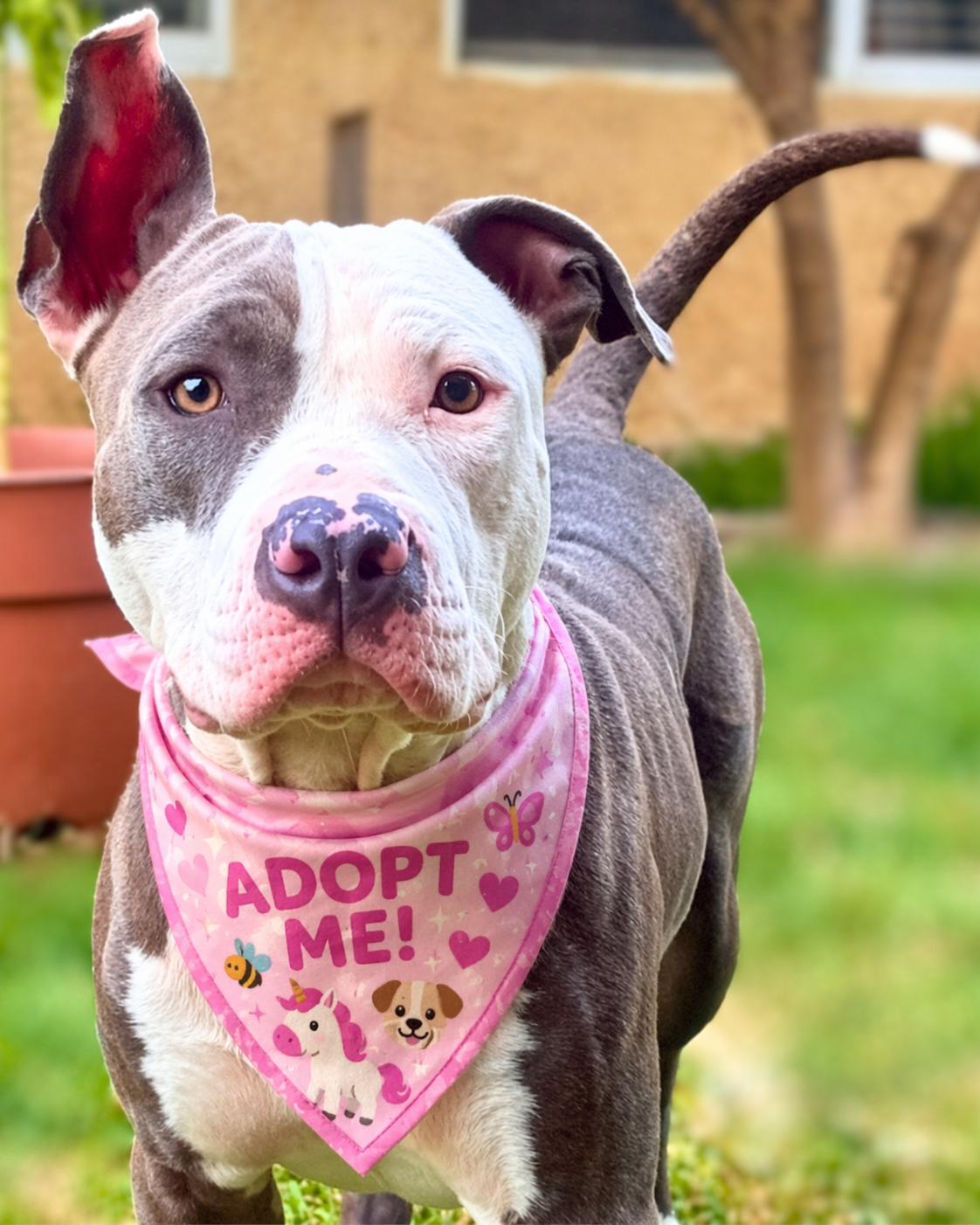 Cleo , ADOPTABLE, Young Female American Staffordshire Terrier & Pit Bull Terrier.