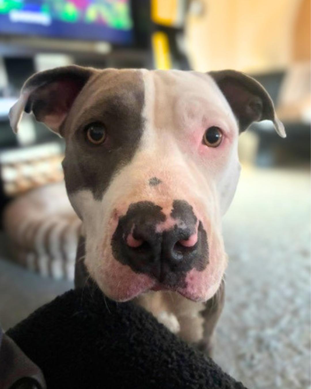 Cleo , a ADOPTABLE mixed breed in Valley Village, CA image 6/6