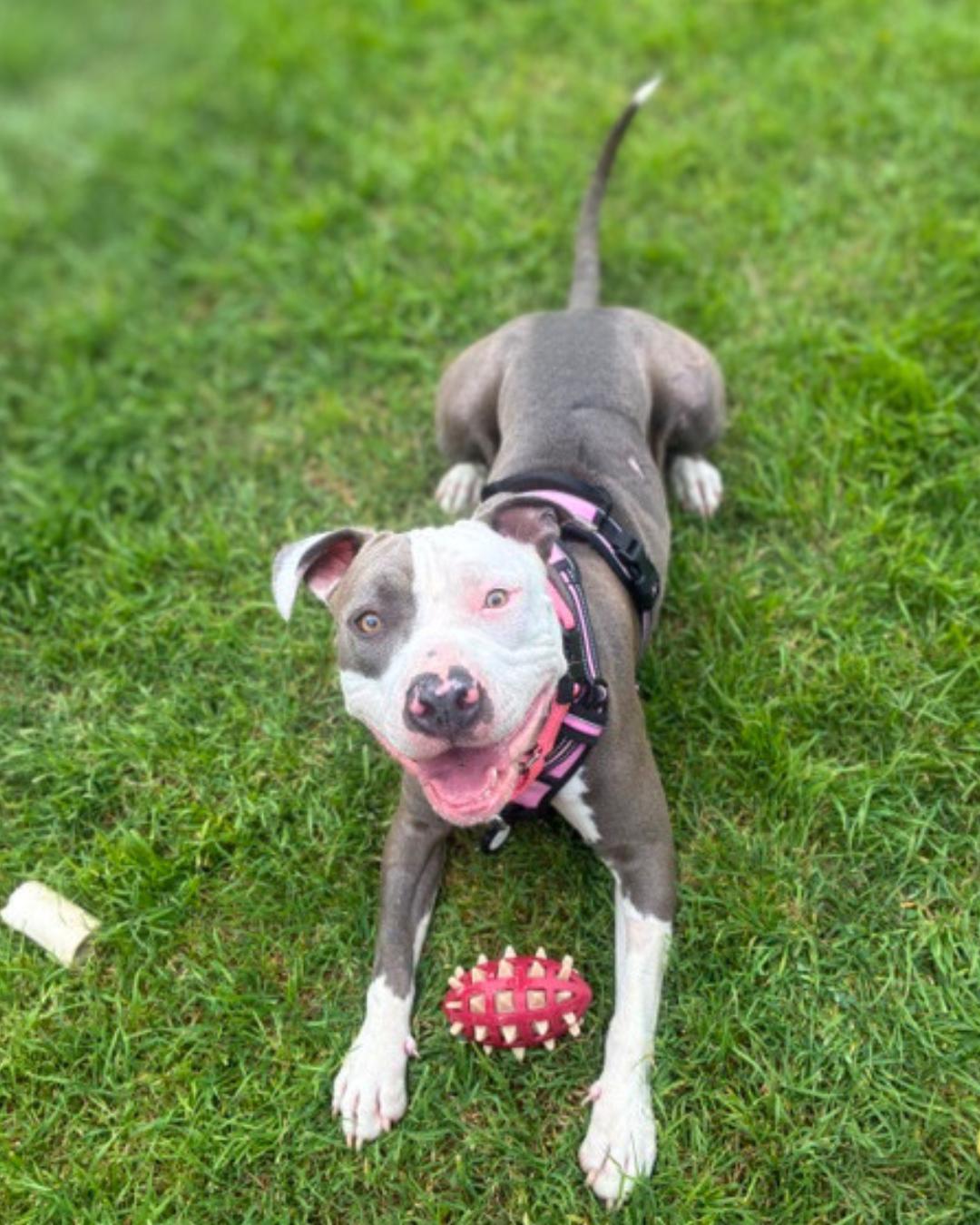 Enlarge Cleo , a ADOPTABLE mixed breed in Valley Village, CA image 2/5