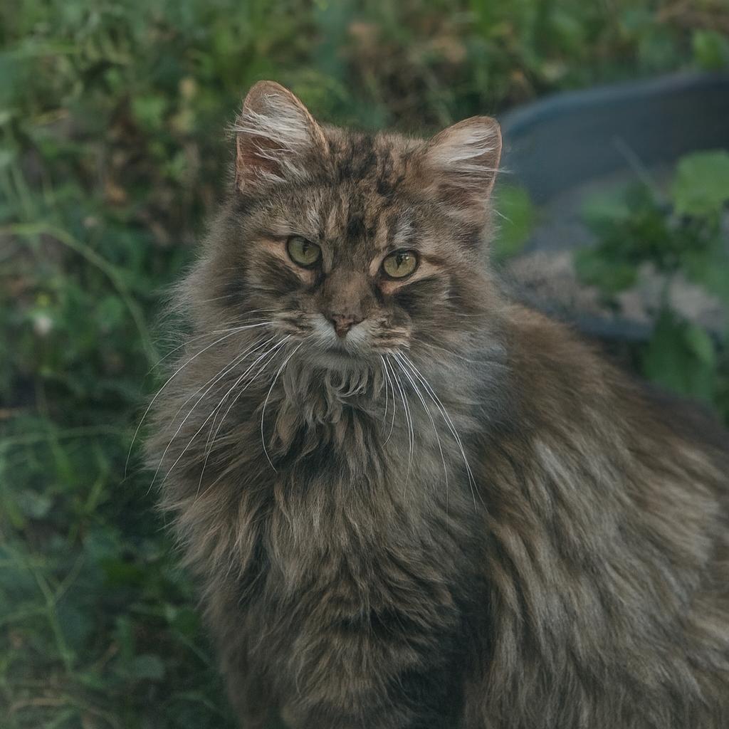Patches, a Adoptable Domestic Short Hair in Galesburg, IL image 1/2