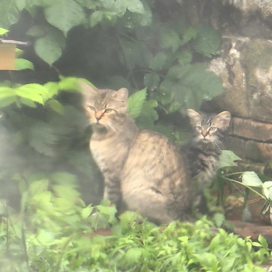 Patches, a Adoptable Domestic Short Hair in Galesburg, IL image 2/2
