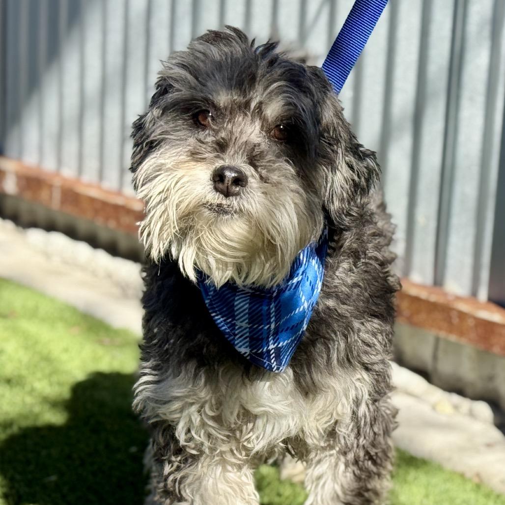 Enlarge Shrek - the nicest boy here! , a Adoptable Schnauzer in San Antonio, TX image 2/4