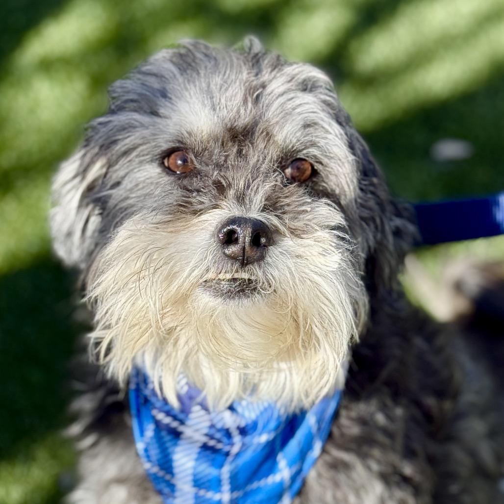 Enlarge Shrek - the nicest boy here! , a Adoptable Schnauzer in San Antonio, TX image 3/4